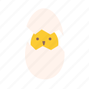 animal, bird, born, chick, egg