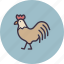 bird, chicken, farm, hen, livestock, rooster 