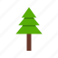 pine, plant, tree 