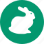 rabbit, animal, bunny, pet, cute, hare, wildlife 