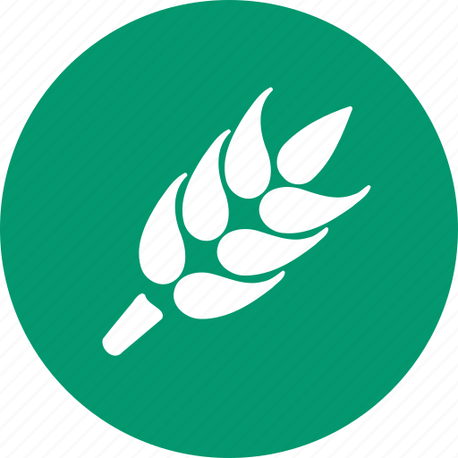 Ear, rye, rice, spike, wheat, agriculture, harvest icon - Download on Iconfinder
