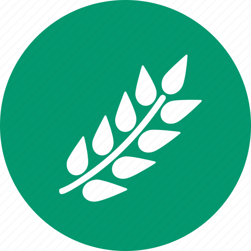 Wheat, harvest, seed, ear, rice, rye, spike icon - Download on Iconfinder