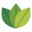 plant, nature, leaves, leaf, ecology, environment