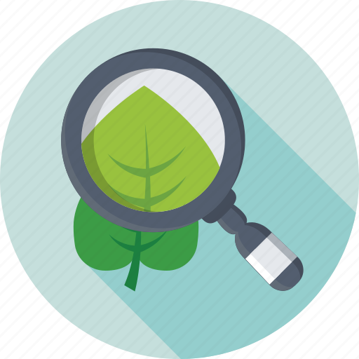 Botany, leaf, magnifier, plant experiment, zoom icon - Download on Iconfinder