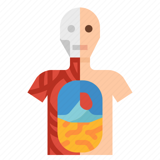 Anatomical, anatomy, human, position icon - Download on Iconfinder