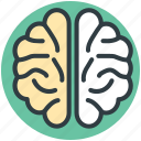 brain, cranium, human head, nervous system, neurology