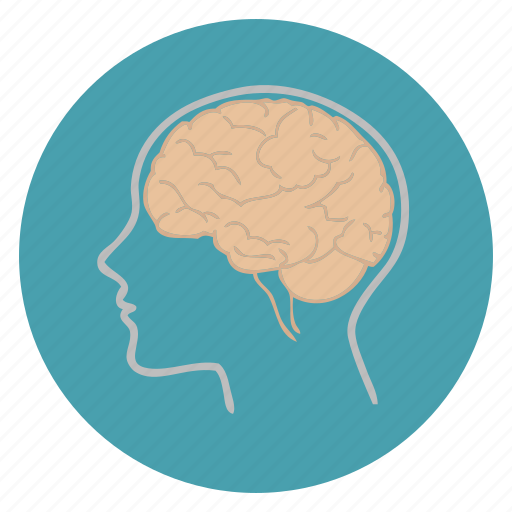 Biology, science, study, brain, teaching, education icon - Download on Iconfinder