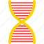 biology, chromosome, dna, genetics, genome, science 