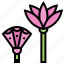 egypt, flower, lotus, plant 