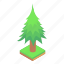pine tree, fruit tree, shrub, forest tree, hardwood tree 