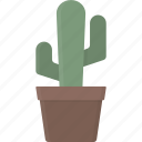 cactus, plant, potted