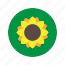flower, flowers, plant, sunflower, sunflowers