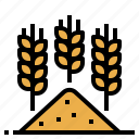 barley, crop, farm, grain, wheat