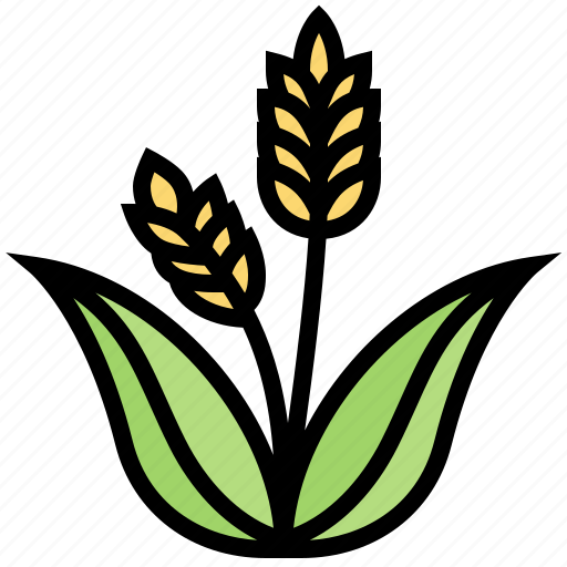 Glass, paddy, plant, rice, wheat icon - Download on Iconfinder