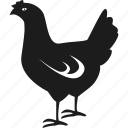 animal, chicken, hen, farm 