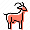 goat, farm, animal, horns
