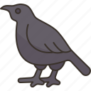 crow, raven, bird, wing, animal