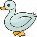 duck, poultry, farm, waterfowl, animal