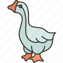 goose, animal, domestic, farming, agriculture
