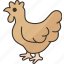 hen, chicken, poultry, livestock, animal 