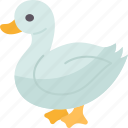 duck, poultry, farm, waterfowl, animal