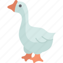 goose, animal, domestic, farming, agriculture