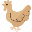 hen, chicken, poultry, livestock, animal