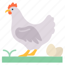 hen, poultry, chicken, animal, farm
