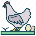 hen, poultry, chicken, animal, farm
