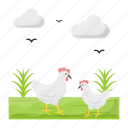 chick farm, poultry farm, hen, chicken, breeds