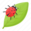 insect, pest, plant bug, crop bug, ladybird