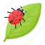 insect, pest, plant bug, crop bug, ladybird 