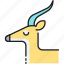 gazelle 