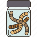 worms, bottle, baits, container, fishing