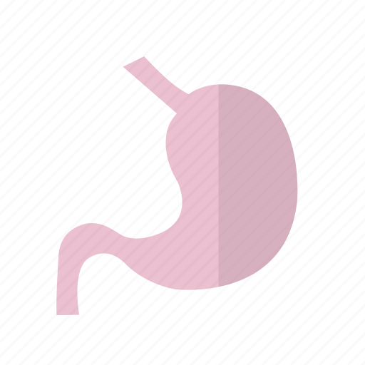 Care, fitness, health, organ, sac, stomach icon - Download on Iconfinder