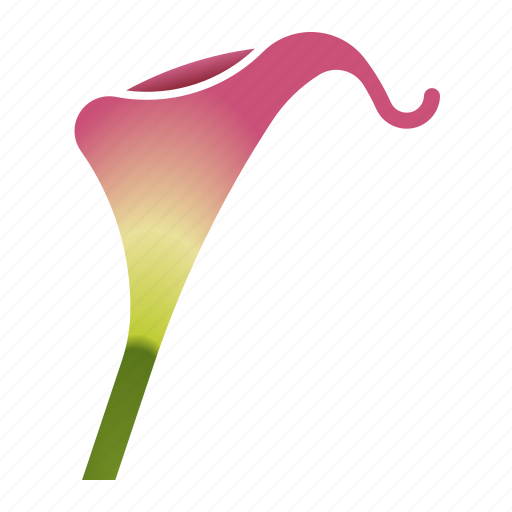 Bloom, bulb, calla lily, florist, flower icon - Download on Iconfinder