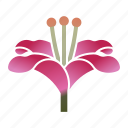 asiatic lily, bloom, flower, oriental