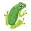 frog, toad, bullfrog, grass frog, polliwog 