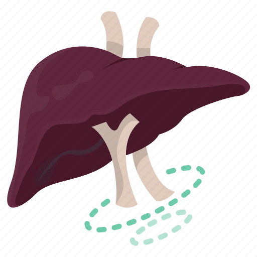 Baldder, gall, liver, organ, anatomy, hepatologist icon - Download on Iconfinder