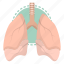 anatomy, lungs, organ, healthcare, pulmonary, medical 