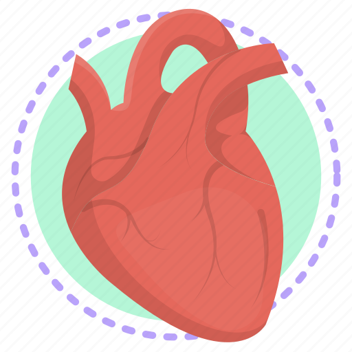 Anatomy, cardiology, heart, organ, body, human, internal icon - Download on Iconfinder