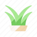 plant, pot, interior, decoration
