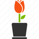 flower, pot, botany, flora, plant, tulip, sprout