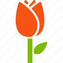flower, tulip, floriculture, nature, plant, botany, greenery