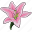 amaryllis, amaryllis flower, clematis, flower, holiday, pink, pink amaryllis 
