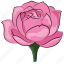 beauty, blossom, floral, pink, pink rose, rose, rose flower 