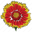 beauty, daisy sunflower, flower, image, nature, sunflower 