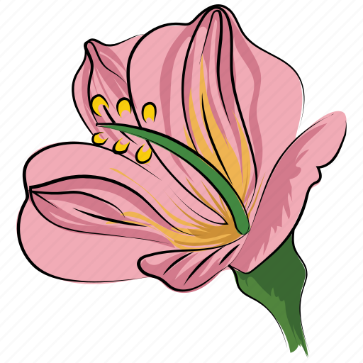 Beautiful, beauty, decoration, flower, greeting, spiderwort, spiderwort flower icon - Download on Iconfinder
