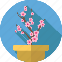 flower, flowers, garden, sakura