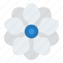 anemone, flower, blossom, floral, nature